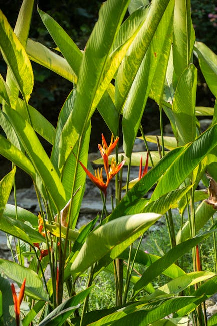 What to Wear to Botanical Gardens: A Guide to Comfortable and Stylish Attire