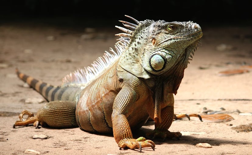 Understanding the Lifespan of Lizards in Florida: Factors and Tips