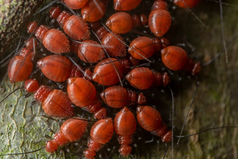 Ultimate Guide to Asiatic Garden Beetle: Behavior, Identification, and Control Methods