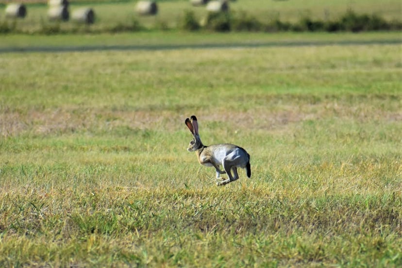 Unveiling the Impressive Jumping Abilities of Wild Rabbits