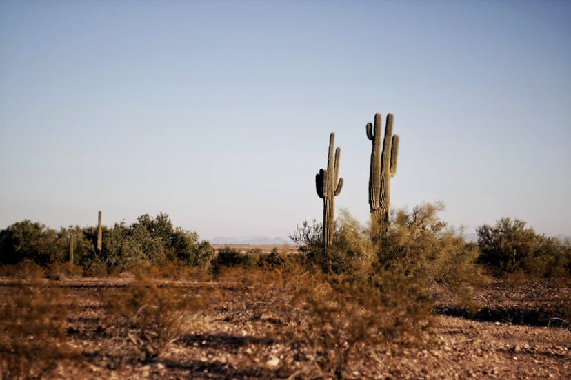 Ultimate Guide to Fall Gardening in Texas: Tips for a Successful Harvest